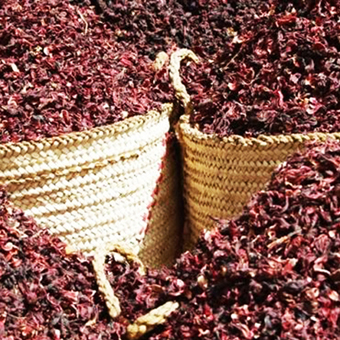 Hibiscus Tag Egy Flower